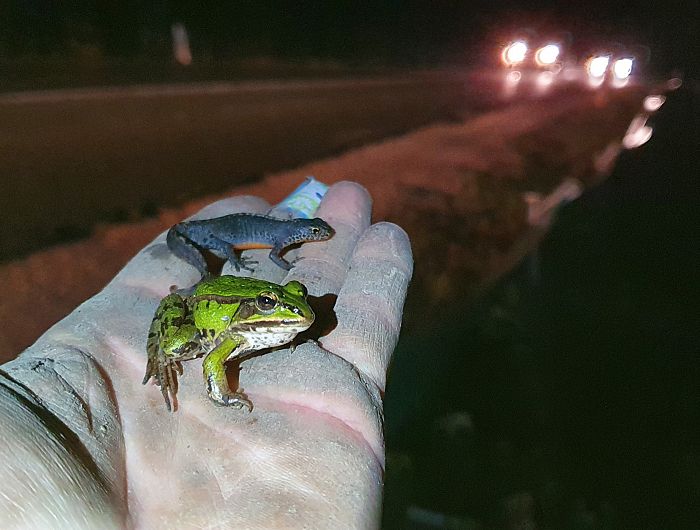 žabe na roki
