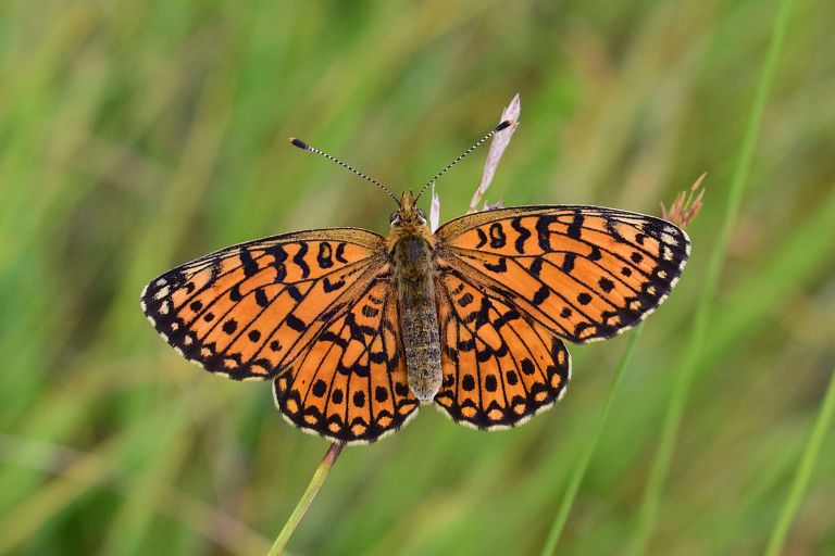 Boloria selene – Radensko polje (S del, J del) – 8.7.2026 – 2 (1)