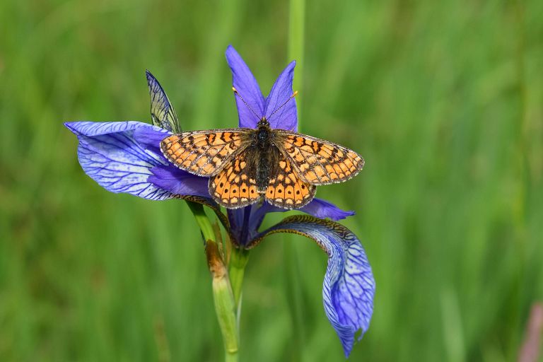 Euphydryas aurinia – Radensko polje (S del) – 20.5.2026 – 4 (1)