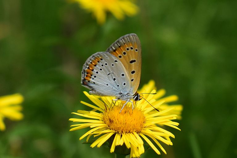 Lycaena dispar – Radensko polje (C del, V-C del) – 1.7.2026 (1)