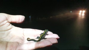 2020_09_25 Nocni popis dvozivk_Mlacevo Racna, T Stepisnik (101)