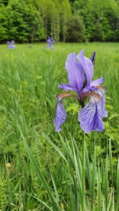 Sibirska perunika, Tina Stepisnik