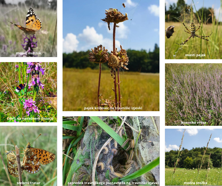 2020_08_14_Objava FB Natura 2000 in vrste T. Stepišnik